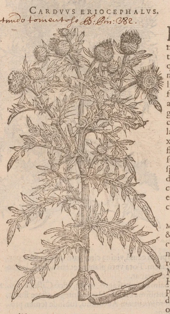 An illustration from Caroli ClusI Atrebatis, Impp. Caess. Augg. Maximiliani II, Rudolphi II aulae quondam familiaris, Rariorum plantarum historia : quae accesserint, proxima pagina docebit, 1601, leaf 536