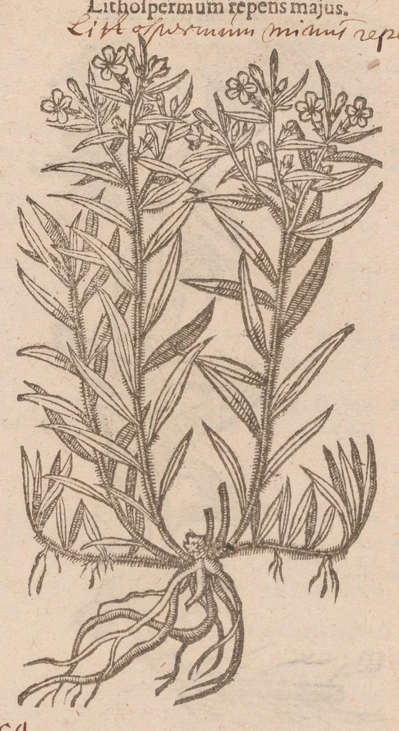 An illustration from Caroli ClusI Atrebatis, Impp. Caess. Augg. Maximiliani II, Rudolphi II aulae quondam familiaris, Rariorum plantarum historia : quae accesserint, proxima pagina docebit, 1601, leaf 545