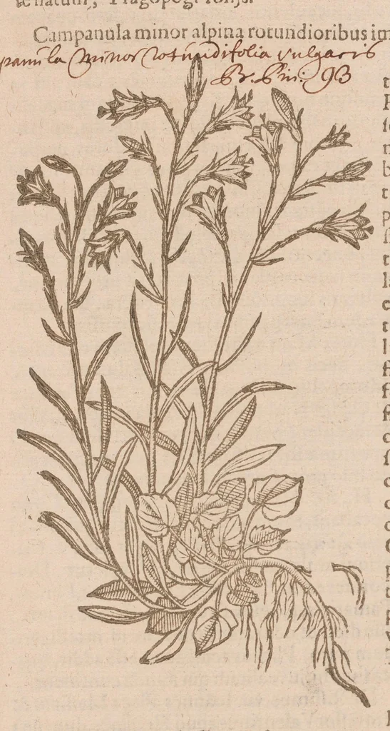 An illustration from Caroli ClusI Atrebatis, Impp. Caess. Augg. Maximiliani II, Rudolphi II aulae quondam familiaris, Rariorum plantarum historia : quae accesserint, proxima pagina docebit, 1601, leaf 555
