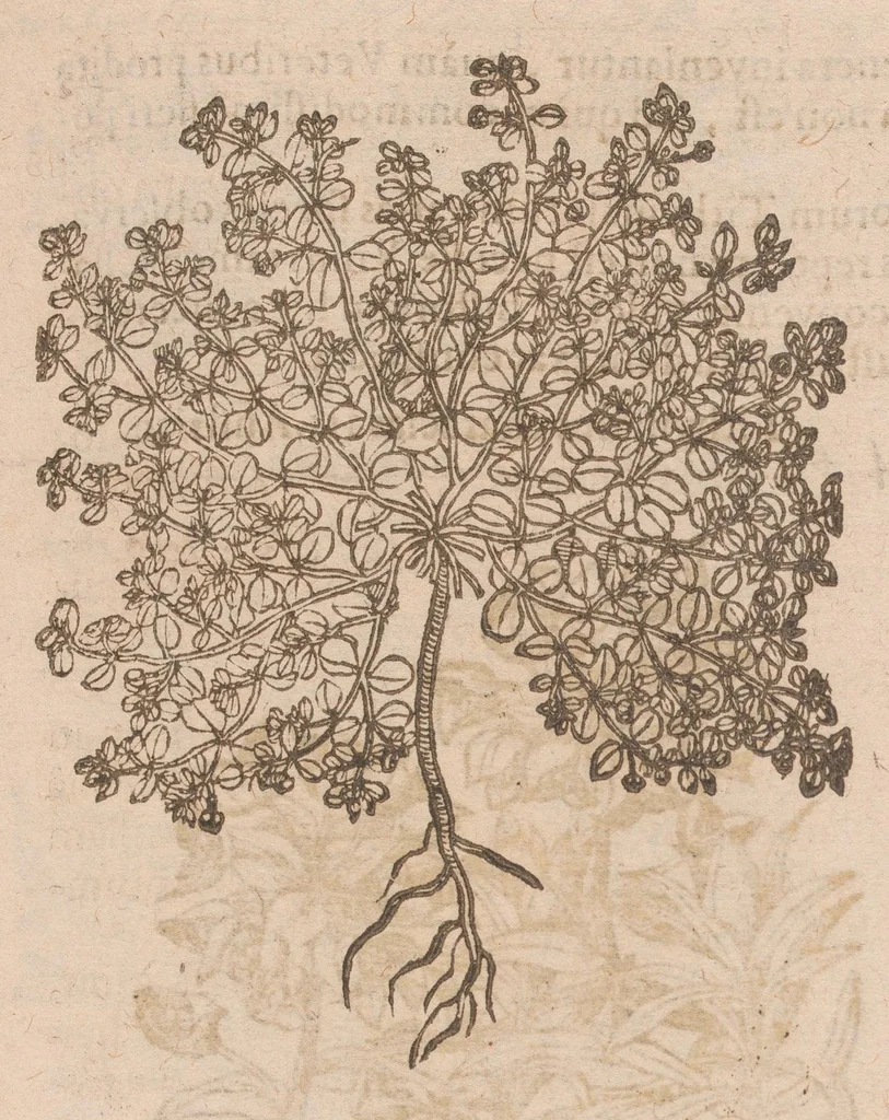 An illustration from Caroli ClusI Atrebatis, Impp. Caess. Augg. Maximiliani II, Rudolphi II aulae quondam familiaris, Rariorum plantarum historia : quae accesserint, proxima pagina docebit, 1601, leaf 569