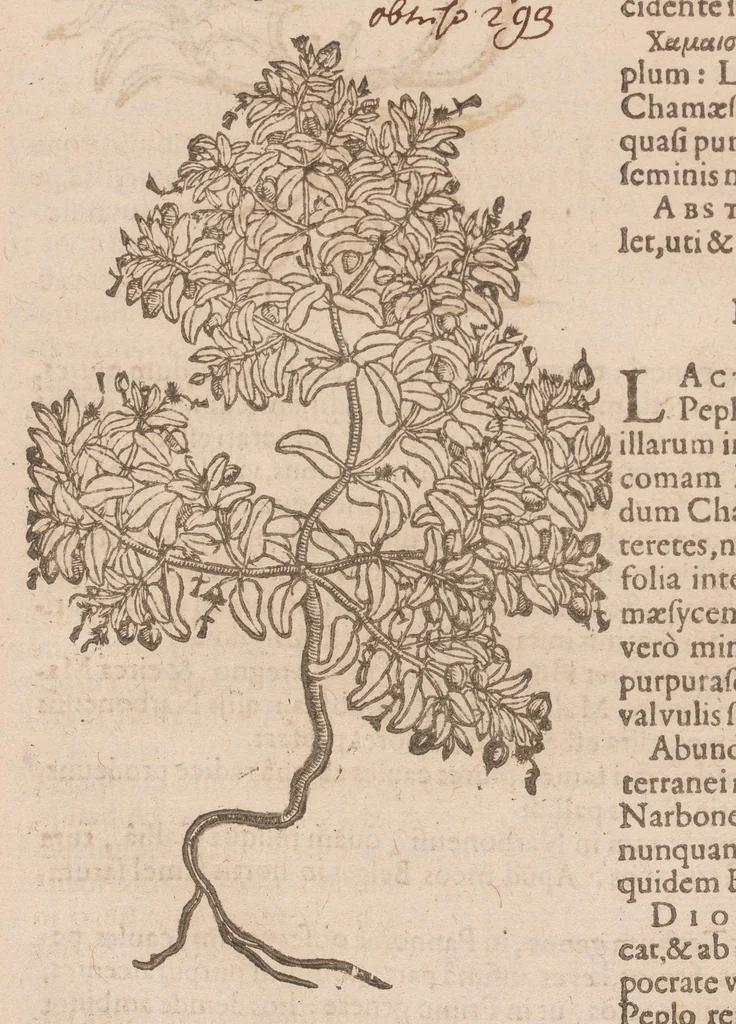 An illustration from Caroli ClusI Atrebatis, Impp. Caess. Augg. Maximiliani II, Rudolphi II aulae quondam familiaris, Rariorum plantarum historia : quae accesserint, proxima pagina docebit, 1601, leaf 569