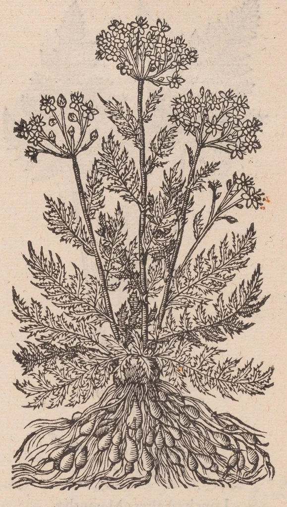 An illustration from Caroli ClusI Atrebatis, Impp. Caess. Augg. Maximiliani II, Rudolphi II aulae quondam familiaris, Rariorum plantarum historia : quae accesserint, proxima pagina docebit, 1601, leaf 593