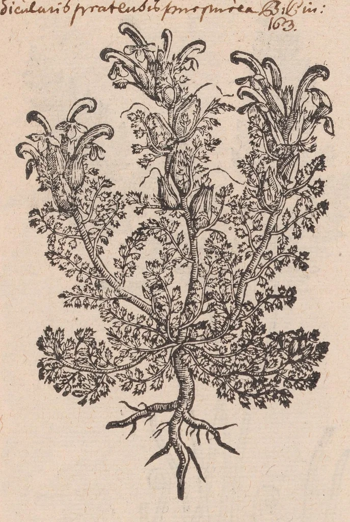 An illustration from Caroli ClusI Atrebatis, Impp. Caess. Augg. Maximiliani II, Rudolphi II aulae quondam familiaris, Rariorum plantarum historia : quae accesserint, proxima pagina docebit, 1601, leaf 593