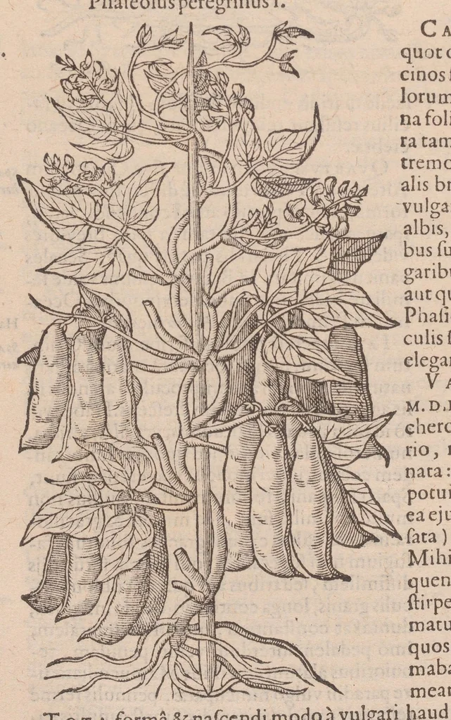 An illustration from Caroli ClusI Atrebatis, Impp. Caess. Augg. Maximiliani II, Rudolphi II aulae quondam familiaris, Rariorum plantarum historia : quae accesserint, proxima pagina docebit, 1601, leaf 604