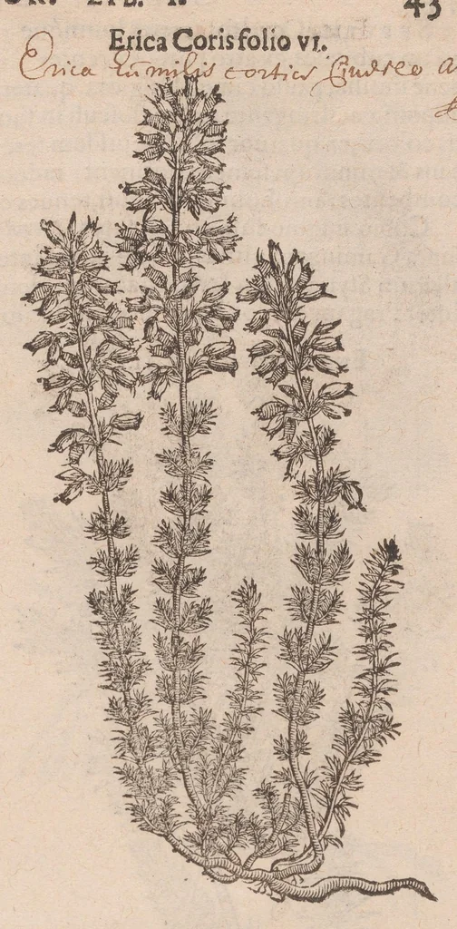 An illustration from Caroli ClusI Atrebatis, Impp. Caess. Augg. Maximiliani II, Rudolphi II aulae quondam familiaris, Rariorum plantarum historia : quae accesserint, proxima pagina docebit, 1601, leaf 61