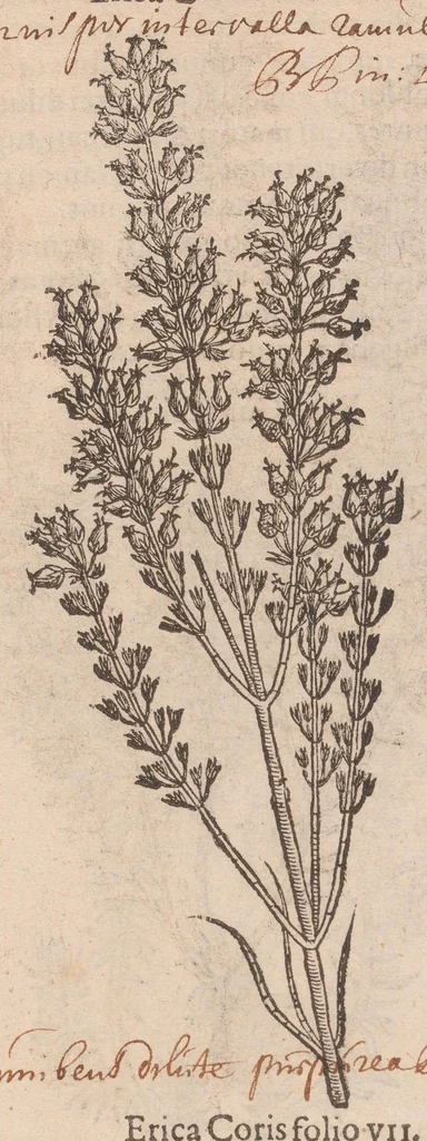An illustration from Caroli ClusI Atrebatis, Impp. Caess. Augg. Maximiliani II, Rudolphi II aulae quondam familiaris, Rariorum plantarum historia : quae accesserint, proxima pagina docebit, 1601, leaf 61