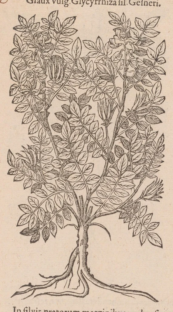 An illustration from Caroli ClusI Atrebatis, Impp. Caess. Augg. Maximiliani II, Rudolphi II aulae quondam familiaris, Rariorum plantarum historia : quae accesserint, proxima pagina docebit, 1601, leaf 615