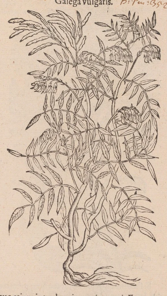 An illustration from Caroli ClusI Atrebatis, Impp. Caess. Augg. Maximiliani II, Rudolphi II aulae quondam familiaris, Rariorum plantarum historia : quae accesserint, proxima pagina docebit, 1601, leaf 615