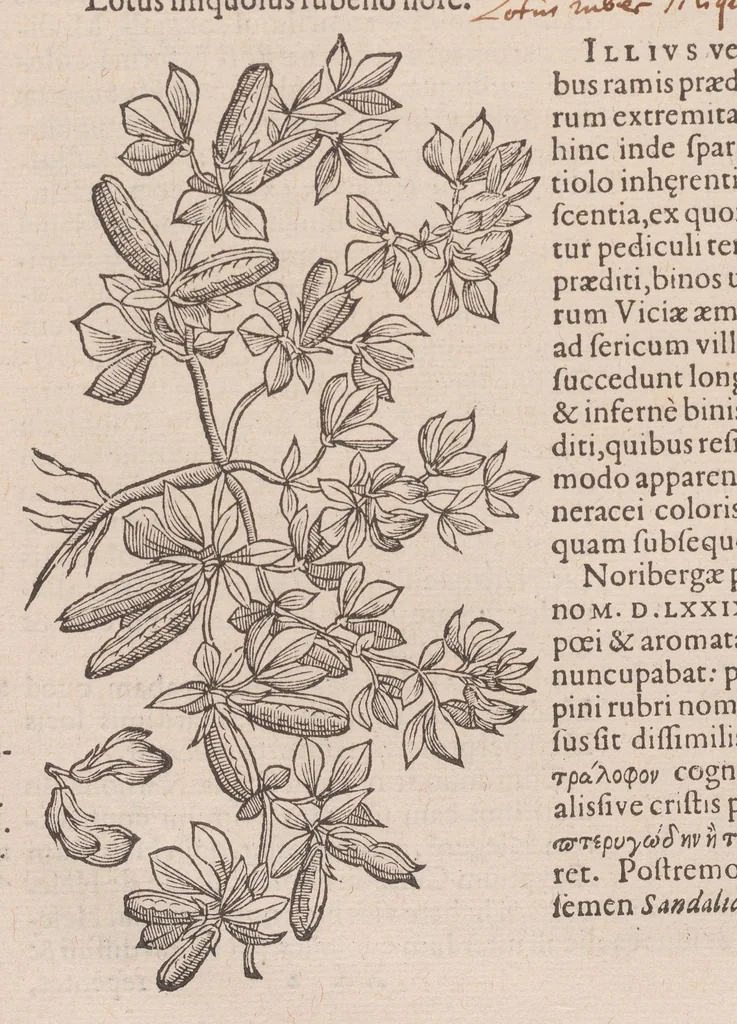 An illustration from Caroli ClusI Atrebatis, Impp. Caess. Augg. Maximiliani II, Rudolphi II aulae quondam familiaris, Rariorum plantarum historia : quae accesserint, proxima pagina docebit, 1601, leaf 626