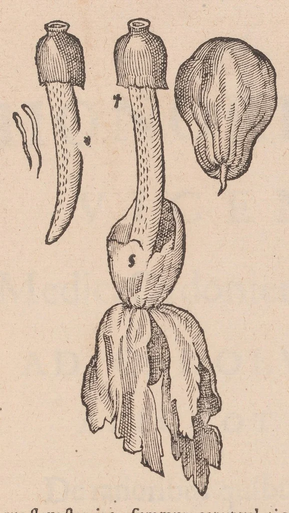 An illustration from Caroli ClusI Atrebatis, Impp. Caess. Augg. Maximiliani II, Rudolphi II aulae quondam familiaris, Rariorum plantarum historia : quae accesserint, proxima pagina docebit, 1601, leaf 677