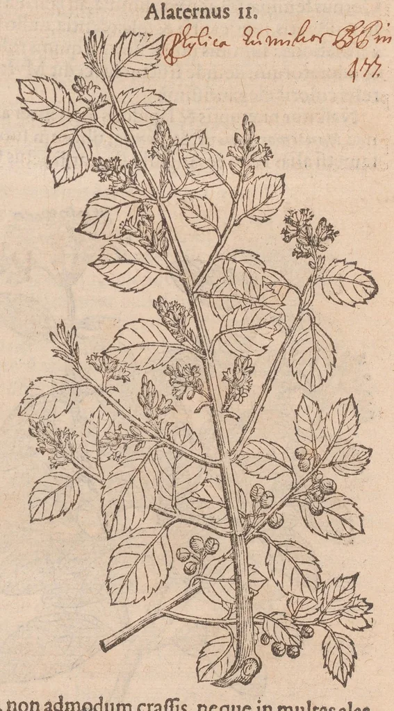 An illustration from Caroli ClusI Atrebatis, Impp. Caess. Augg. Maximiliani II, Rudolphi II aulae quondam familiaris, Rariorum plantarum historia : quae accesserint, proxima pagina docebit, 1601, leaf 68