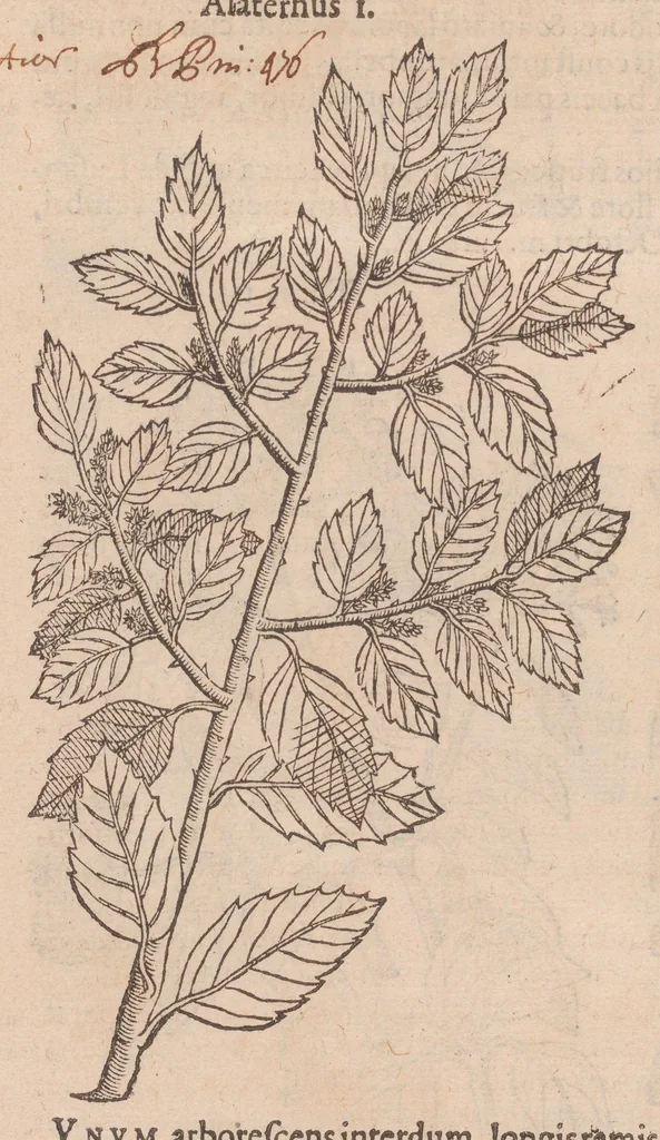 An illustration from Caroli ClusI Atrebatis, Impp. Caess. Augg. Maximiliani II, Rudolphi II aulae quondam familiaris, Rariorum plantarum historia : quae accesserint, proxima pagina docebit, 1601, leaf 68