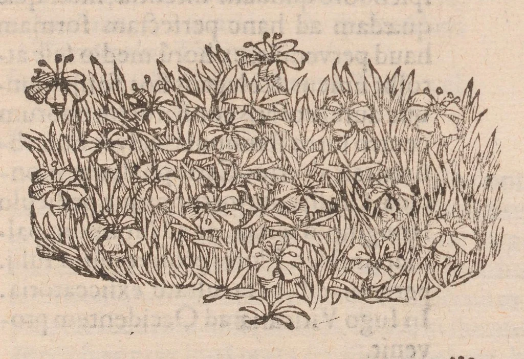 An illustration from Caroli ClusI Atrebatis, Impp. Caess. Augg. Maximiliani II, Rudolphi II aulae quondam familiaris, Rariorum plantarum historia : quae accesserint, proxima pagina docebit, 1601, leaf 723
