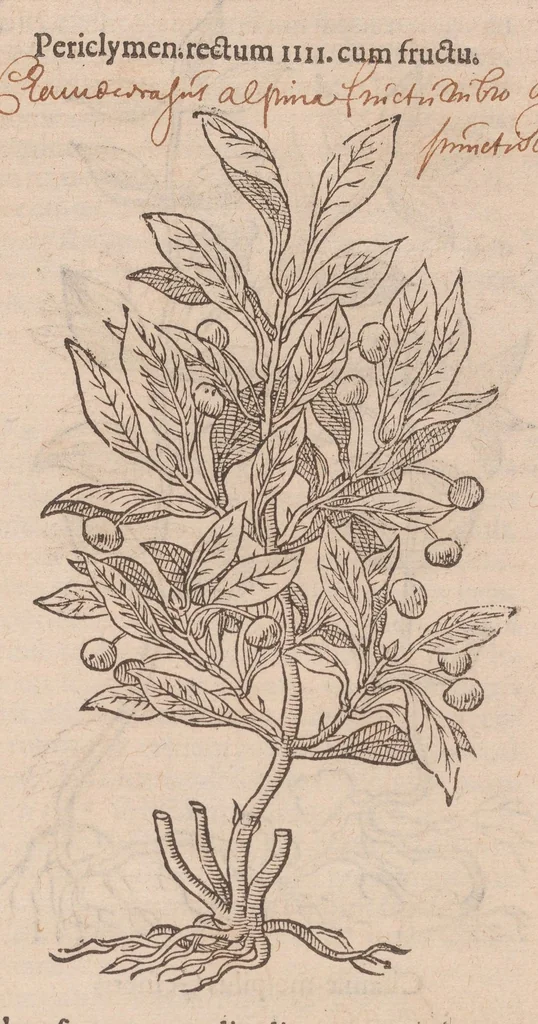 An illustration from Caroli ClusI Atrebatis, Impp. Caess. Augg. Maximiliani II, Rudolphi II aulae quondam familiaris, Rariorum plantarum historia : quae accesserint, proxima pagina docebit, 1601, leaf 77