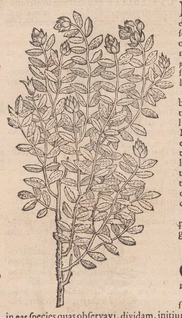 An illustration from Caroli ClusI Atrebatis, Impp. Caess. Augg. Maximiliani II, Rudolphi II aulae quondam familiaris, Rariorum plantarum historia : quae accesserint, proxima pagina docebit, 1601, leaf 86