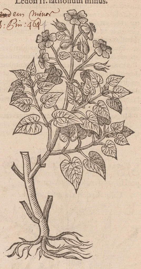 An illustration from Caroli ClusI Atrebatis, Impp. Caess. Augg. Maximiliani II, Rudolphi II aulae quondam familiaris, Rariorum plantarum historia : quae accesserint, proxima pagina docebit, 1601, leaf 96