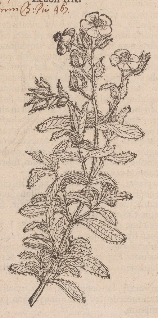 An illustration from Caroli ClusI Atrebatis, Impp. Caess. Augg. Maximiliani II, Rudolphi II aulae quondam familiaris, Rariorum plantarum historia : quae accesserint, proxima pagina docebit, 1601, leaf 96