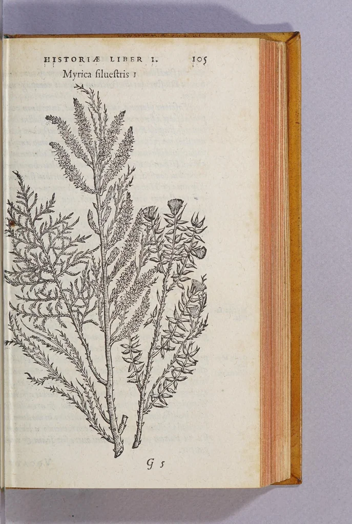 An illustration from Caroli Clusii Atrebat. Rariorum aliquot stirpium per Hispanias obseruatarum historia, : libris duobus expressa, 1576, leaf 111