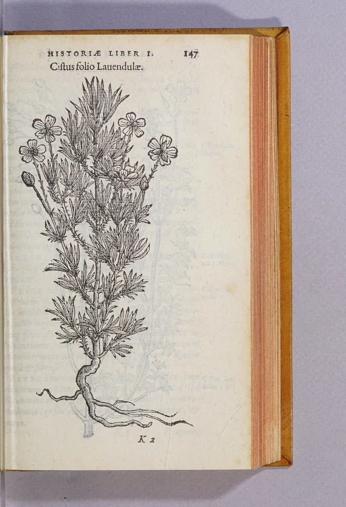 An illustration from Caroli Clusii Atrebat. Rariorum aliquot stirpium per Hispanias obseruatarum historia, : libris duobus expressa, 1576, leaf 153