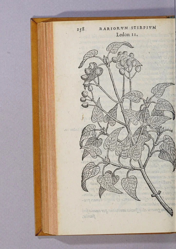 An illustration from Caroli Clusii Atrebat. Rariorum aliquot stirpium per Hispanias obseruatarum historia, : libris duobus expressa, 1576, leaf 164