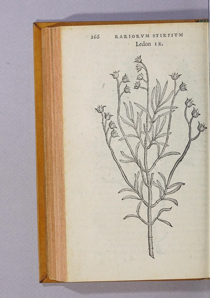 An illustration from Caroli Clusii Atrebat. Rariorum aliquot stirpium per Hispanias obseruatarum historia, : libris duobus expressa, 1576, leaf 172