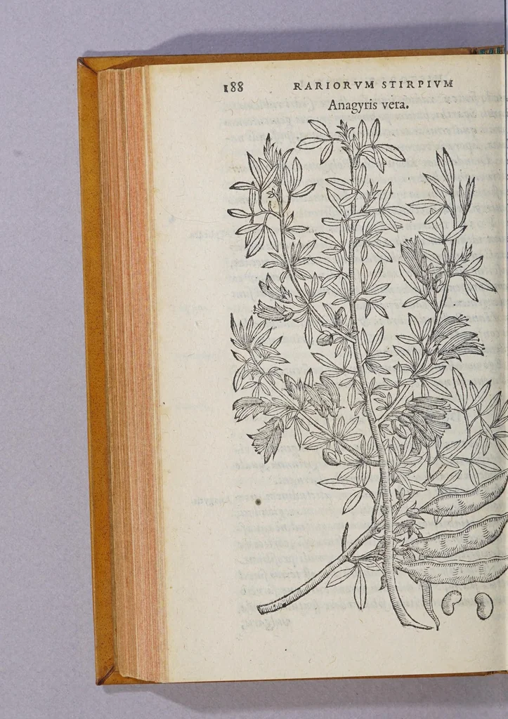 An illustration from Caroli Clusii Atrebat. Rariorum aliquot stirpium per Hispanias obseruatarum historia, : libris duobus expressa, 1576, leaf 194