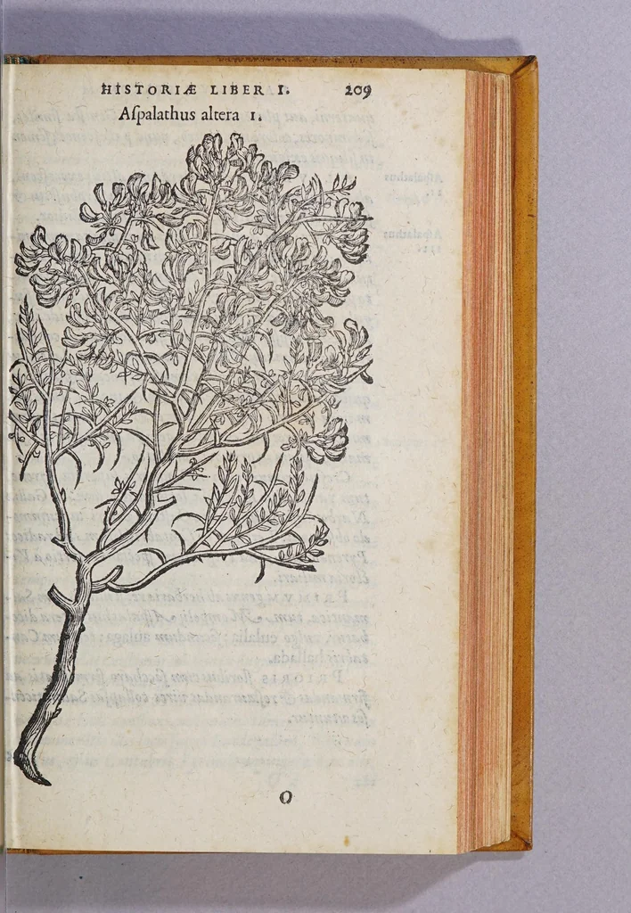 An illustration from Caroli Clusii Atrebat. Rariorum aliquot stirpium per Hispanias obseruatarum historia, : libris duobus expressa, 1576, leaf 215