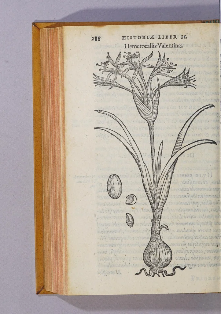 An illustration from Caroli Clusii Atrebat. Rariorum aliquot stirpium per Hispanias obseruatarum historia, : libris duobus expressa, 1576, leaf 294