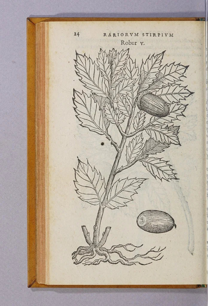 An illustration from Caroli Clusii Atrebat. Rariorum aliquot stirpium per Hispanias obseruatarum historia, : libris duobus expressa, 1576, leaf 30