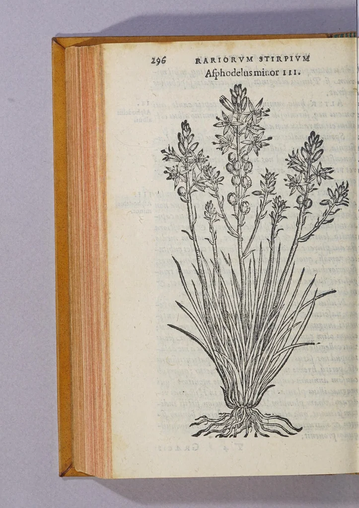 An illustration from Caroli Clusii Atrebat. Rariorum aliquot stirpium per Hispanias obseruatarum historia, : libris duobus expressa, 1576, leaf 302