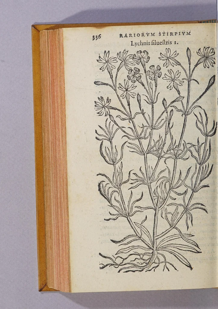 An illustration from Caroli Clusii Atrebat. Rariorum aliquot stirpium per Hispanias obseruatarum historia, : libris duobus expressa, 1576, leaf 342