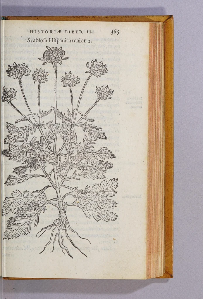 An illustration from Caroli Clusii Atrebat. Rariorum aliquot stirpium per Hispanias obseruatarum historia, : libris duobus expressa, 1576, leaf 371