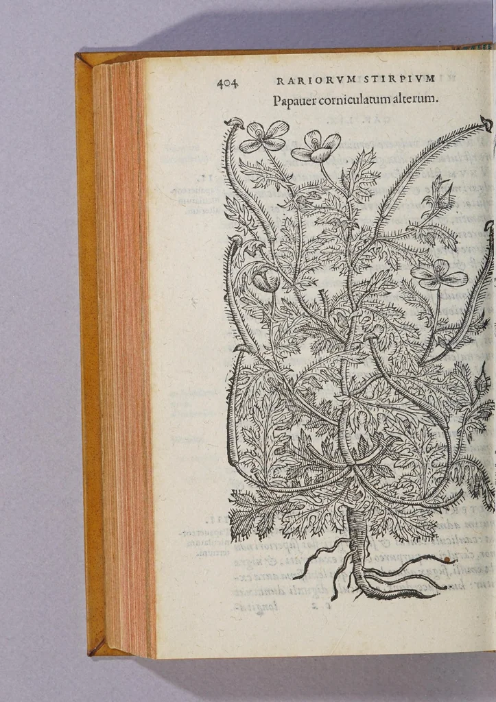 An illustration from Caroli Clusii Atrebat. Rariorum aliquot stirpium per Hispanias obseruatarum historia, : libris duobus expressa, 1576, leaf 410