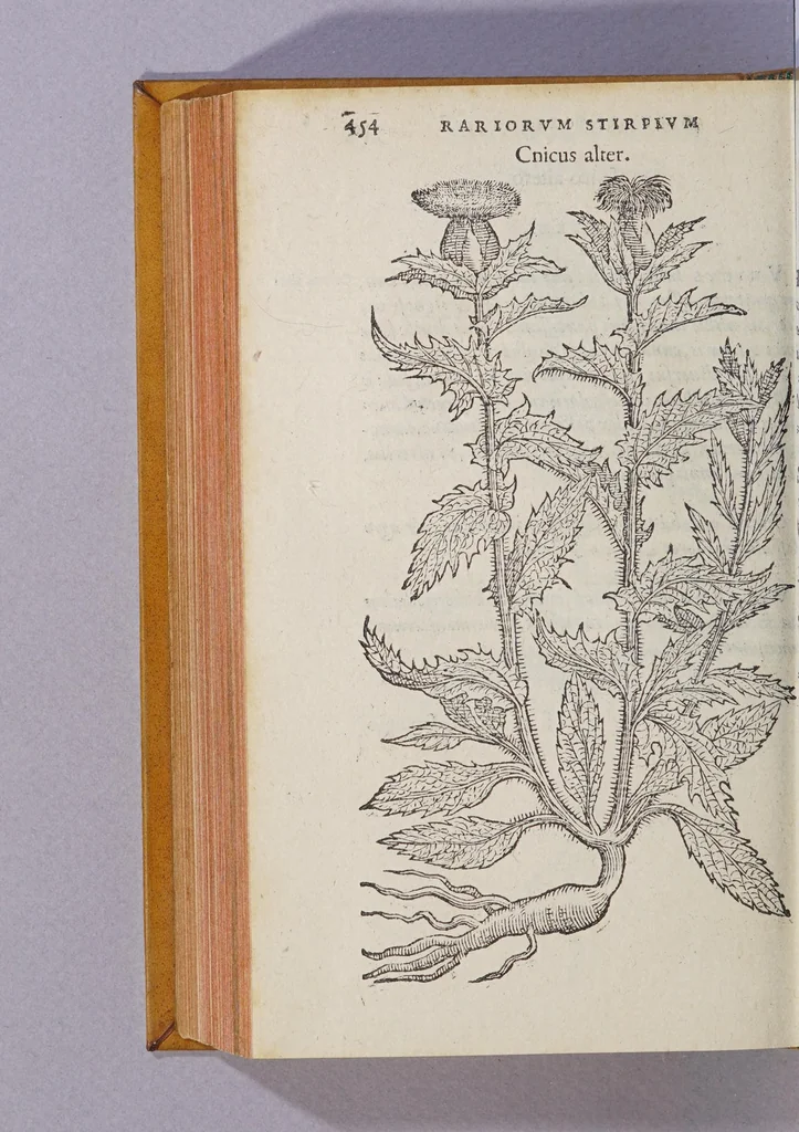 An illustration from Caroli Clusii Atrebat. Rariorum aliquot stirpium per Hispanias obseruatarum historia, : libris duobus expressa, 1576, leaf 460