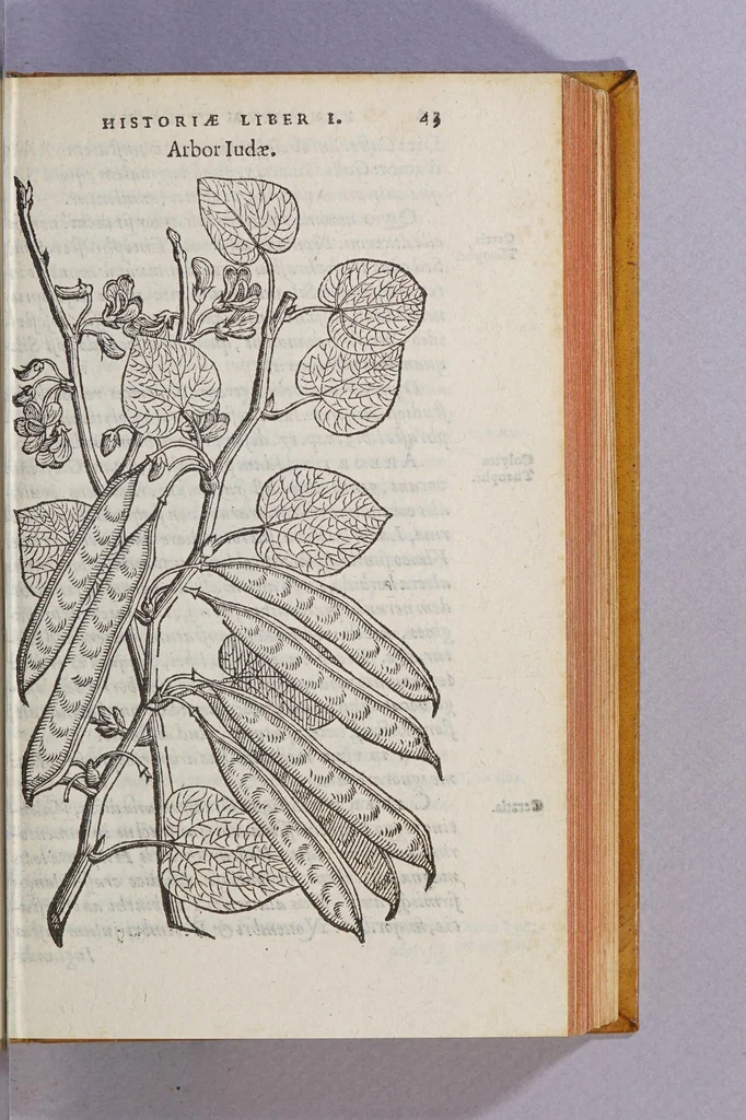 An illustration from Caroli Clusii Atrebat. Rariorum aliquot stirpium per Hispanias obseruatarum historia, : libris duobus expressa, 1576, leaf 49