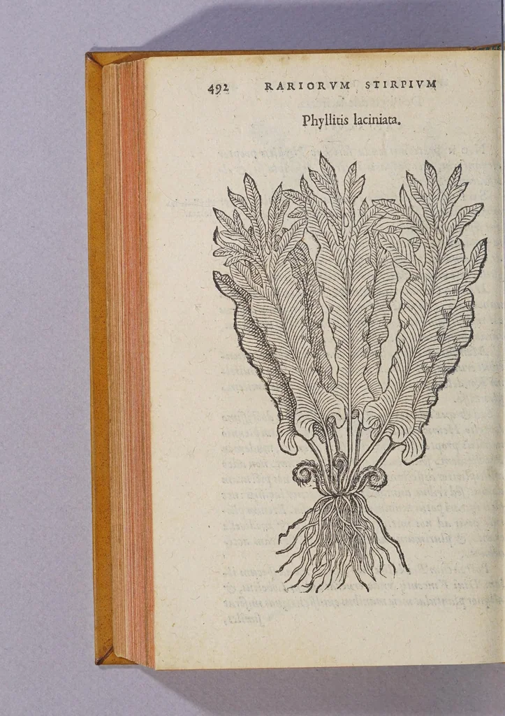An illustration from Caroli Clusii Atrebat. Rariorum aliquot stirpium per Hispanias obseruatarum historia, : libris duobus expressa, 1576, leaf 498