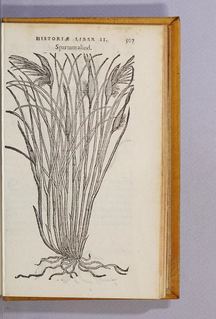 An illustration from Caroli Clusii Atrebat. Rariorum aliquot stirpium per Hispanias obseruatarum historia, : libris duobus expressa, 1576, leaf 513