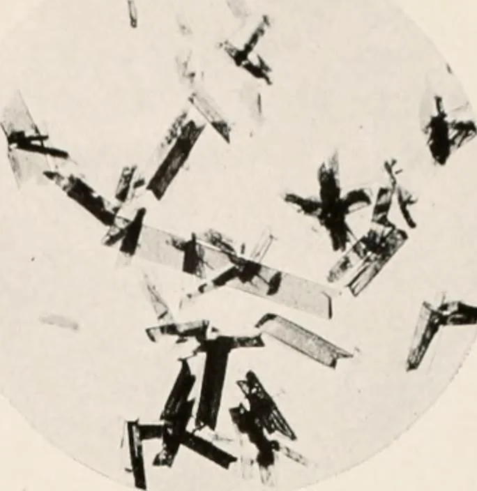 An illustration from Carotinoids and related pigments : the chromolipoids, 1922, leaf 240