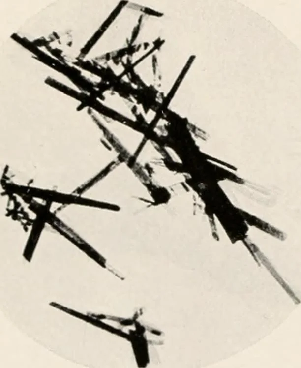 An illustration from Carotinoids and related pigments : the chromolipoids, 1922, leaf 240