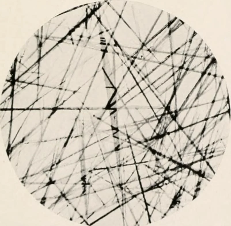 An illustration from Carotinoids and related pigments : the chromolipoids, 1922, leaf 240