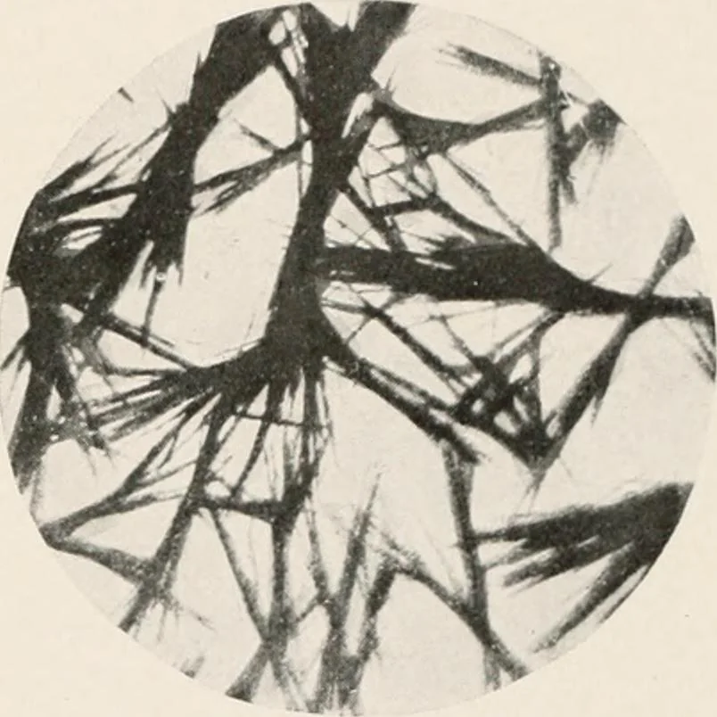 An illustration from Carotinoids and related pigments : the chromolipoids, 1922, leaf 240