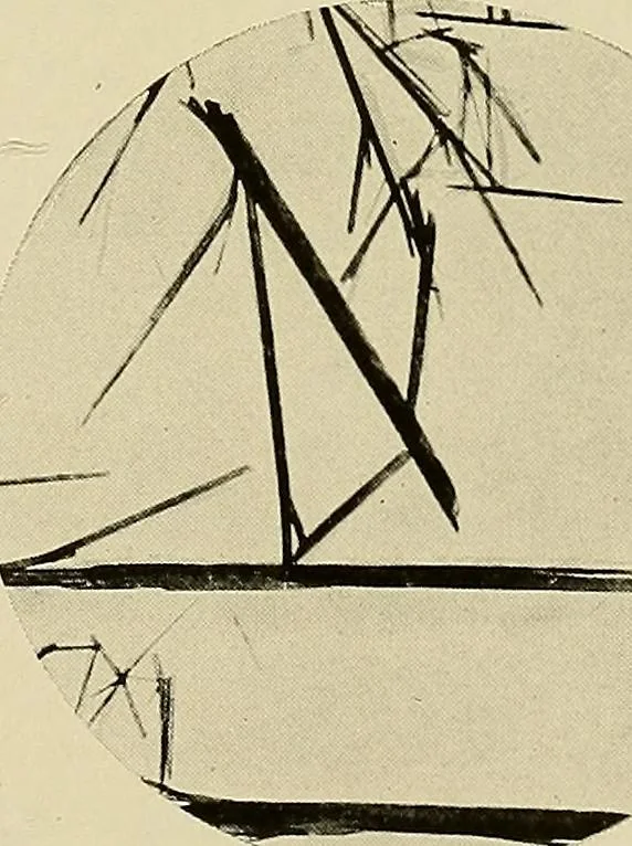 An illustration from Carotinoids and related pigments; the chromolipoids, 1922, leaf 240