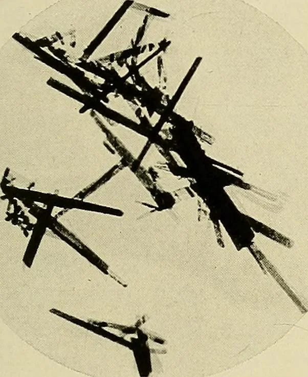 An illustration from Carotinoids and related pigments; the chromolipoids, 1922, leaf 240