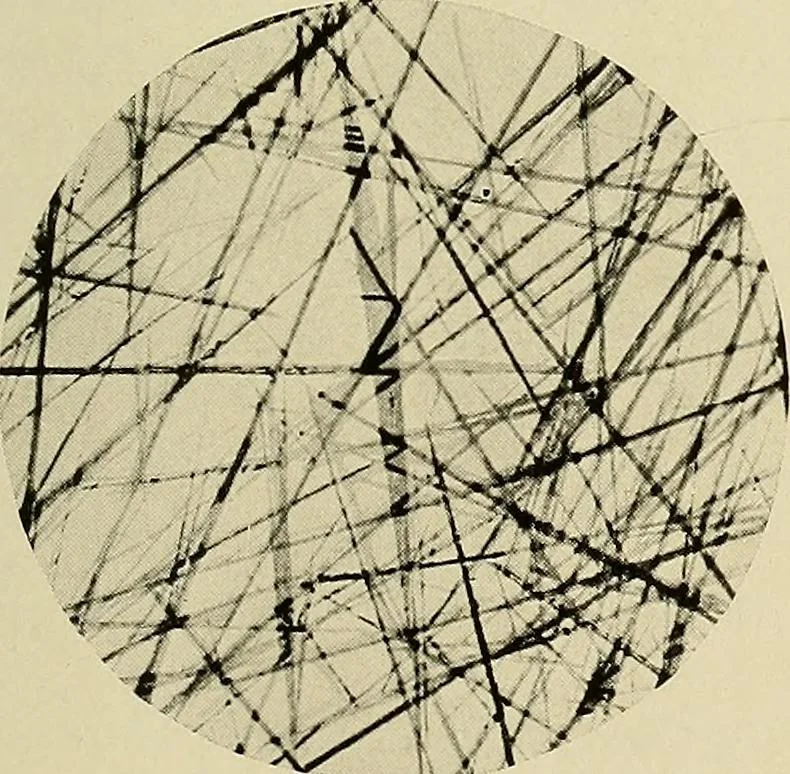 An illustration from Carotinoids and related pigments; the chromolipoids, 1922, leaf 240