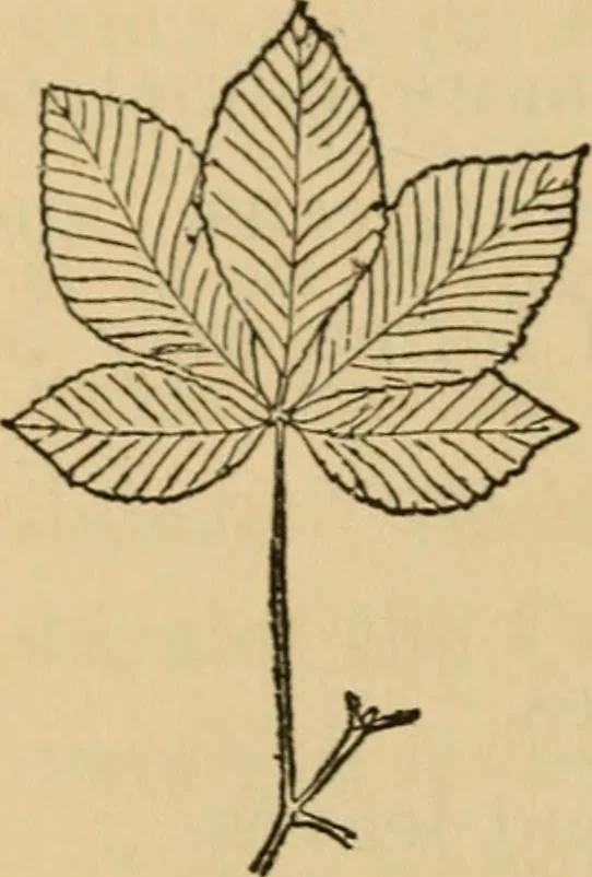 An illustration from Carpentry and woodwork, 1911, leaf 577