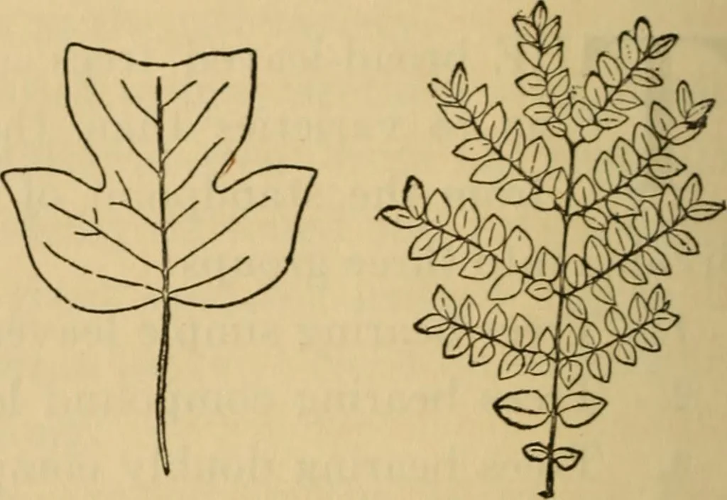 An illustration from Carpentry and woodwork, 1911, leaf 577