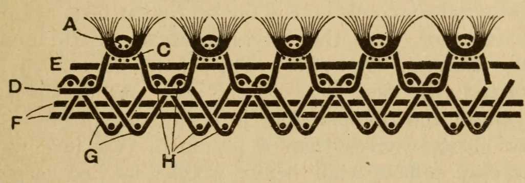 An illustration from Carpets, 1919, leaf 83