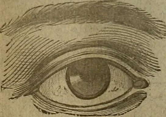An illustration from The Carrier dove, 1884, leaf 35