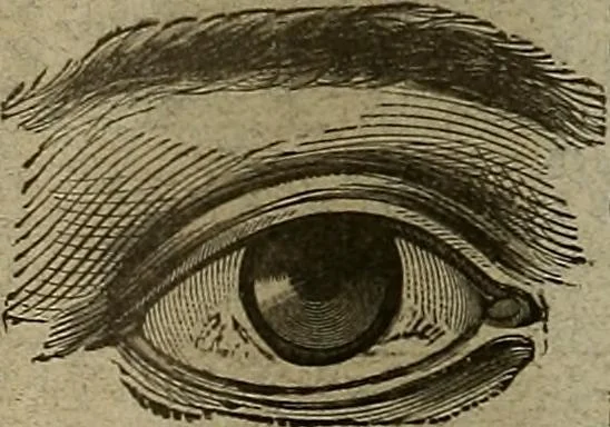 An illustration from The Carrier dove, 1884, leaf 91