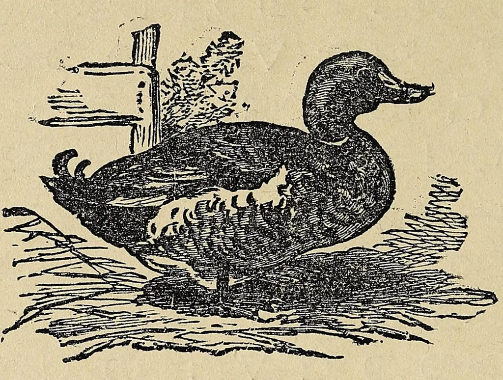An illustration from Carrier reading-book, 1894, leaf 38